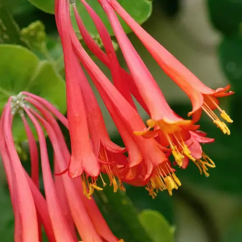 Honeysuckle and Jasmine Soy Candle