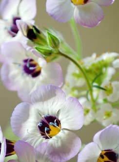 Plantable Greeting Card - Heart of flowers wreath