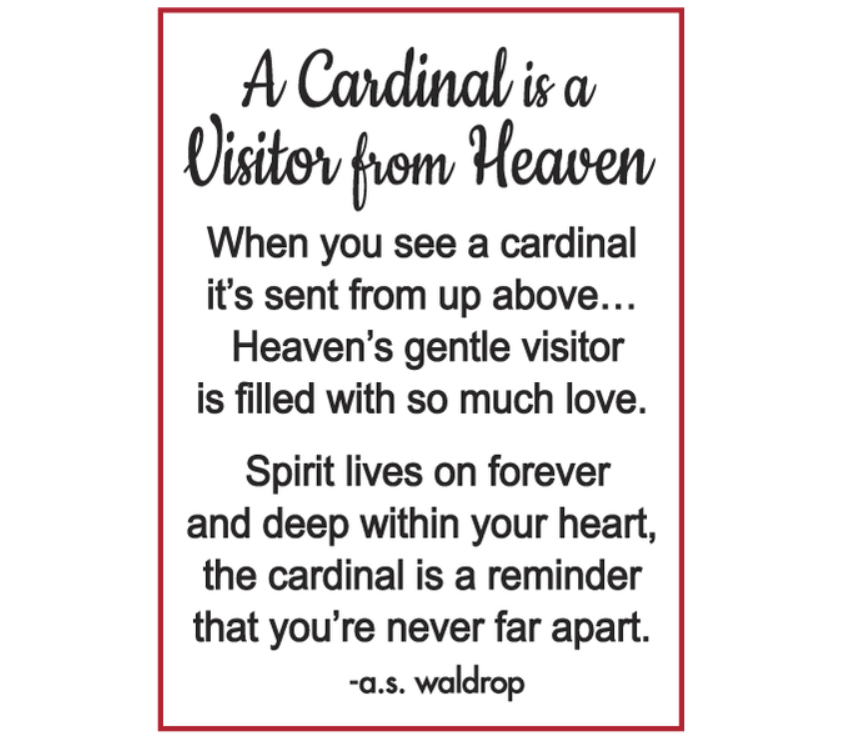 A cardinal is a visitor from heaven poem by a.s. waldrop