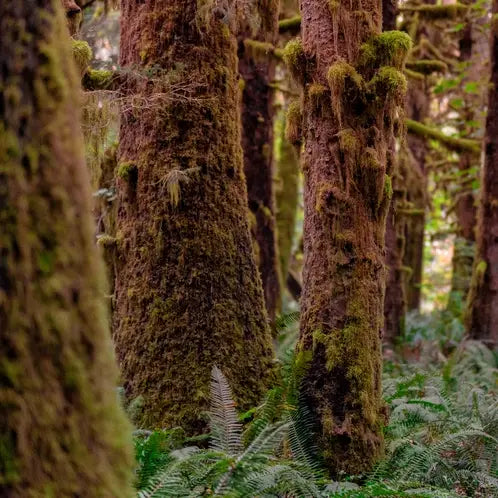 Redwoods and Moss Soy Jar Candle