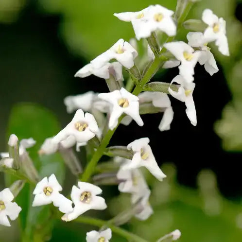 Lemon Verbena Soy Candle